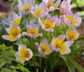 Тюльпан Саксатилис (Tulipa saxatilis) — фото 3