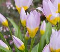 Тюльпан Саксатилис (Tulipa saxatilis) — фото 4