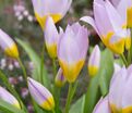 Тюльпан Саксатилис (Tulipa saxatilis) — фото 4