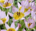 Тюльпан Саксатилис (Tulipa saxatilis) — фото 5