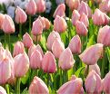 Тюльпан Салмон ван Эйк (Tulipa Salmon van Eijk) — фото 2
