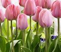Тюльпан Салмон ван Эйк (Tulipa Salmon van Eijk) — фото 3