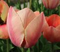 Тюльпан Салмон ван Эйк (Tulipa Salmon van Eijk) — фото 4