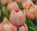 Тюльпан Салмон ван Эйк (Tulipa Salmon van Eijk) — фото 5
