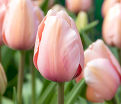 Тюльпан Салмон Импрешен (Tulipa Salmon Impression) — фото 2