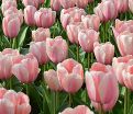 Тюльпан Салмон Импрешен (Tulipa Salmon Impression) — фото 3