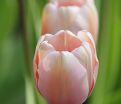 Тюльпан Салмон Импрешен (Tulipa Salmon Impression) — фото 4