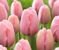 Тюльпан Салмон Импрешен (Tulipa Salmon Impression) — фото 7