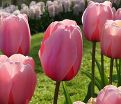 Тюльпан Салмон Импрешен (Tulipa Salmon Impression) — фото 9