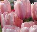 Тюльпан Салмон Импрешен (Tulipa Salmon Impression) — фото 10