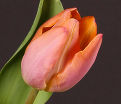 Тюльпан Салмон Принс (Tulipa Salmon Prince) — фото 2