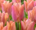 Тюльпан Салмон Принс (Tulipa Salmon Prince) — фото 3