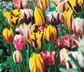 Тюльпан Сан Брейк (Tulipa Sun Break) — фото 3