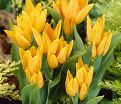Тюльпан Санбас (Tulipa Sunbath) — фото 2