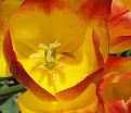 Тюльпан Санкэтчер (Tulipa Suncatcher) — фото 3