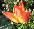 Тюльпан Санкэтчер (Tulipa Suncatcher) — фото 4