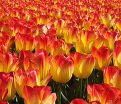 Тюльпан Санкэтчер (Tulipa Suncatcher) — фото 5