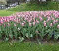 Тюльпан Санне (Tulipa Sanne) — фото 3