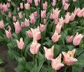 Тюльпан Санне (Tulipa Sanne) — фото 5