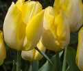 Тюльпан Санни Принс (Tulipa Sunny Prince) — фото 3