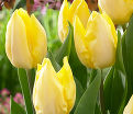 Тюльпан Санни Принс (Tulipa Sunny Prince) — фото 4