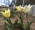 Тюльпан Саппоро (Tulipa Sapporo) — фото 3