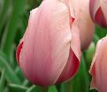 Тюльпан Свит Импрэшн (Tulipa Sweet Impression) — фото 3
