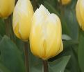 Тюльпан Свитхарт (Tulipa Sweetheart) — фото 2