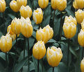 Тюльпан Свитхарт (Tulipa Sweetheart) — фото 4