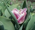 Тюльпан Сиеста (Tulipa Siesta) — фото 2