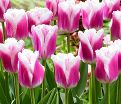 Тюльпан Сиеста (Tulipa Siesta) — фото 4