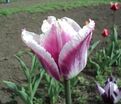 Тюльпан Сиеста (Tulipa Siesta) — фото 5