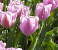 Тюльпан Синаеда Амор (Tulipa Synaeda Amor) — фото 2