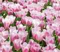 Тюльпан Синаеда Амор (Tulipa Synaeda Amor) — фото 3