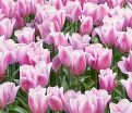 Тюльпан Синаеда Амор (Tulipa Synaeda Amor) — фото 4