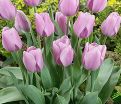 Тюльпан Синаеда Амор (Tulipa Synaeda Amor) — фото 5