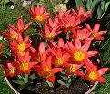 Тюльпан Скарлет Беби (Tulipa Scarlet Baby) — фото 3