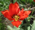 Тюльпан Скарлет Беби (Tulipa Scarlet Baby) — фото 4