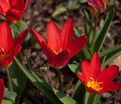 Тюльпан Скарлет Беби (Tulipa Scarlet Baby) — фото 7