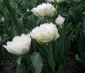Тюльпан Сноу Кристал (Tulipa Snow Crystal) — фото 2