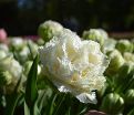 Тюльпан Сноу Кристал (Tulipa Snow Crystal) — фото 4