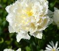 Тюльпан Сноу Кристал (Tulipa Snow Crystal) — фото 5