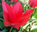 Тюльпан Солва (Tulipa Solva) — фото 2