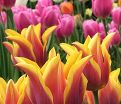 Тюльпан Соннет (Tulipa Sonnet) — фото 3