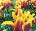 Тюльпан Соннет (Tulipa Sonnet) — фото 4