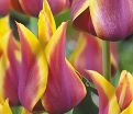 Тюльпан Соннет (Tulipa Sonnet) — фото 5