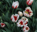 Тюльпан Сорбет (Tulipa Sorbet) — фото 2