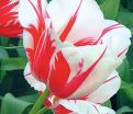 Тюльпан Сорбет (Tulipa Sorbet) — фото 3