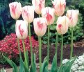 Тюльпан Сорбет (Tulipa Sorbet) — фото 4