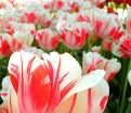Тюльпан Сорбет (Tulipa Sorbet) — фото 5